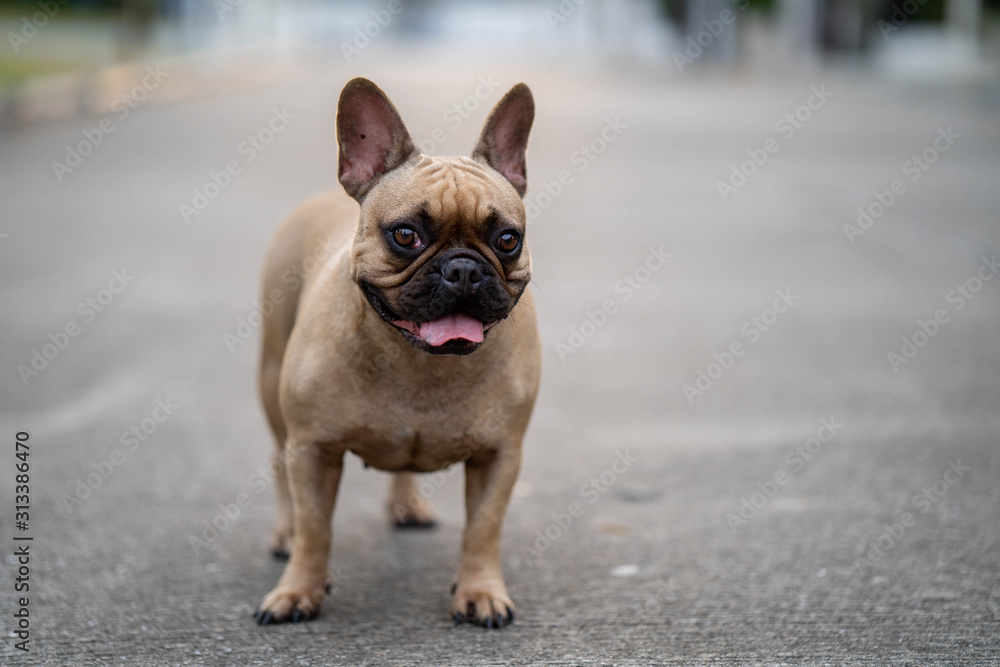 Dog standing on the road