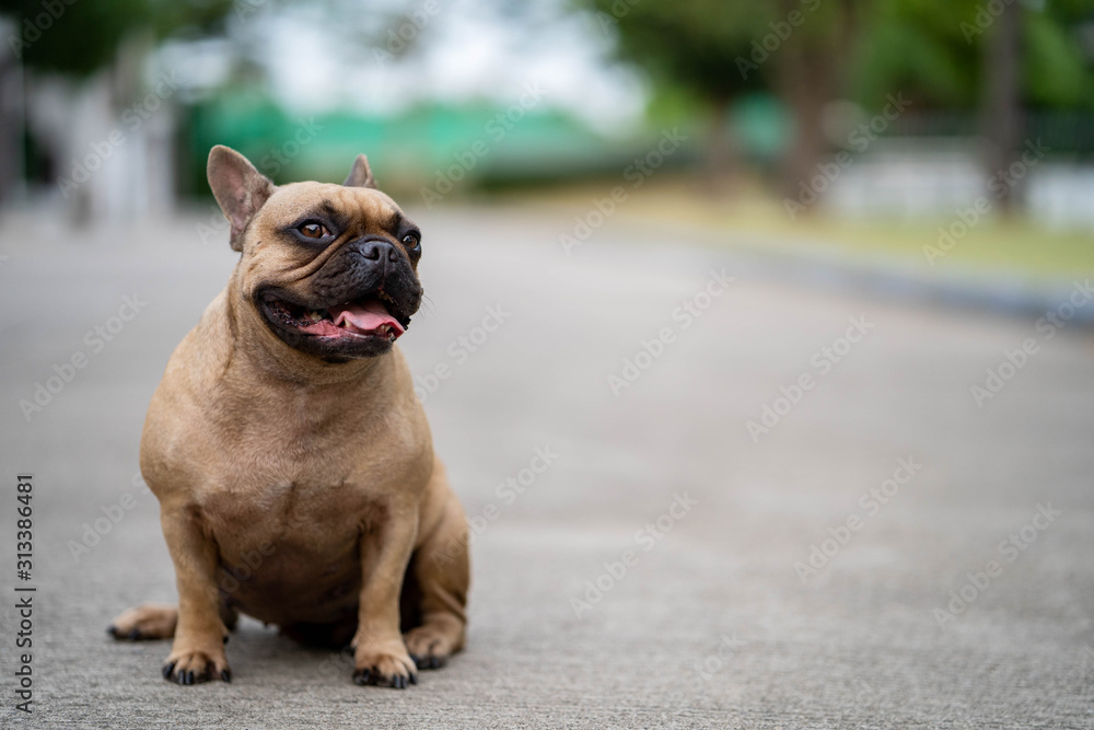 Cute french bulldog sitting at street waiting for owner.