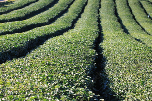 mae salong green tea garden  photo