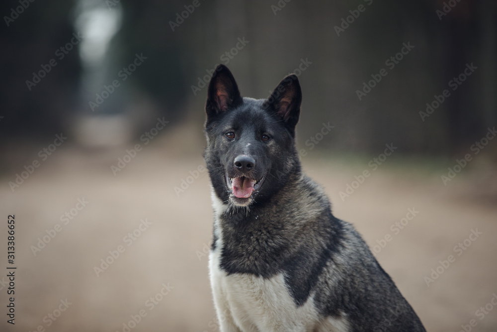 Naklejka premium closeup portrait of young american akita dog on the road background in forest in daytime in autumn