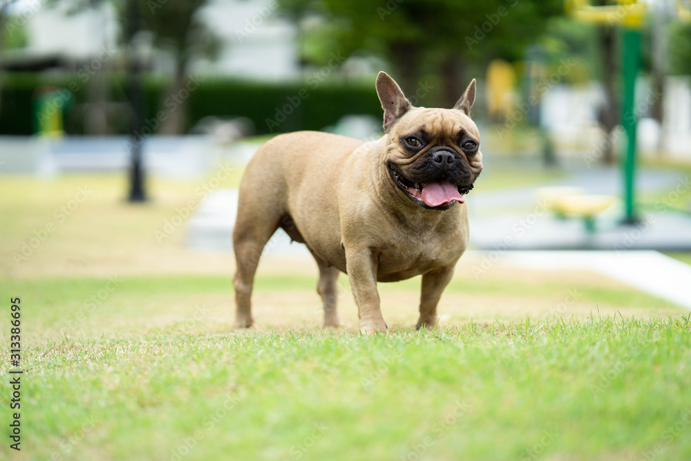 Cute french bulldog standing on field.