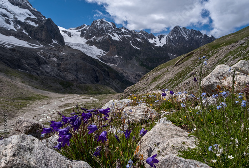 Flowers in Adyrsu gorge, North Caucasus photo