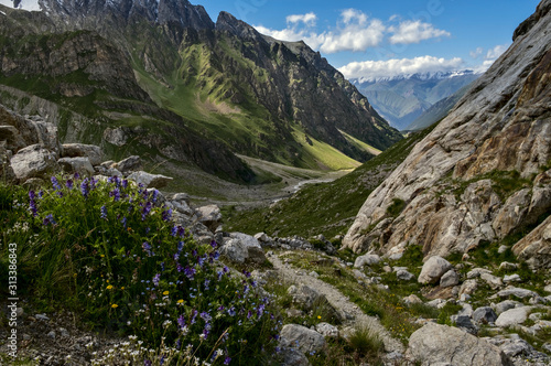 Flowers in Adyrsu gorge, North Caucasus © metlion