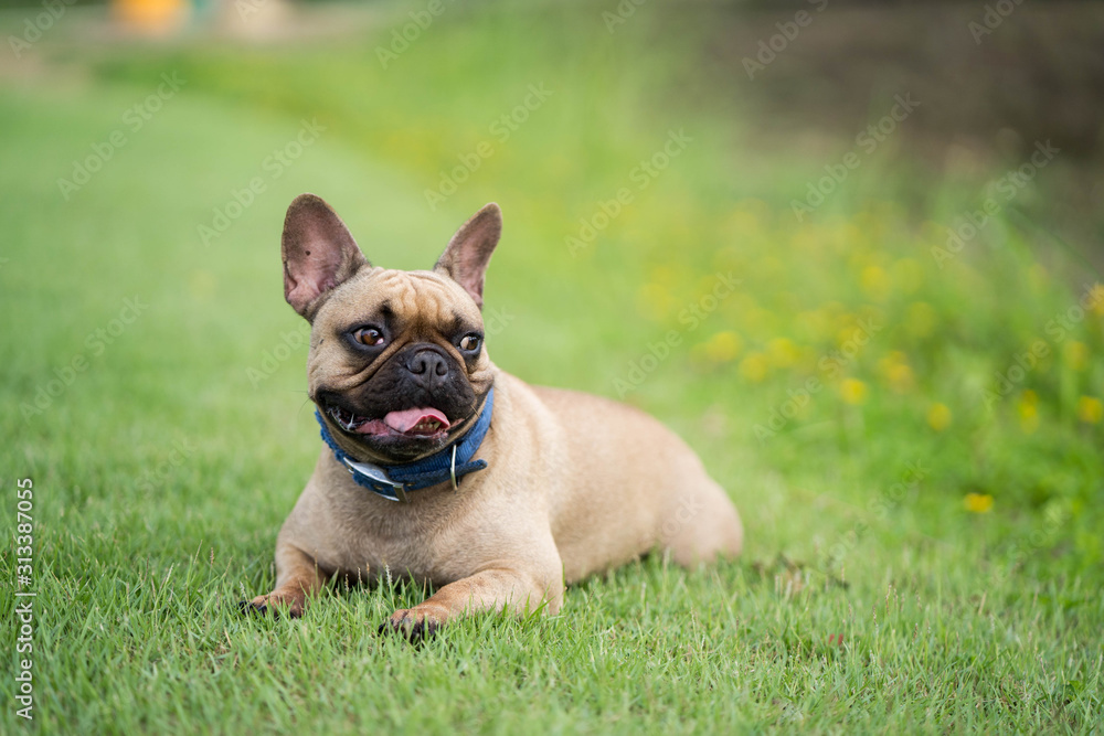 Cute french bulldog lying on grass outdoor in park.