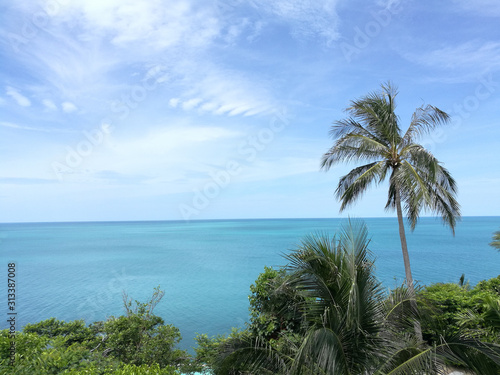 palm trees on tropical beach © Marut