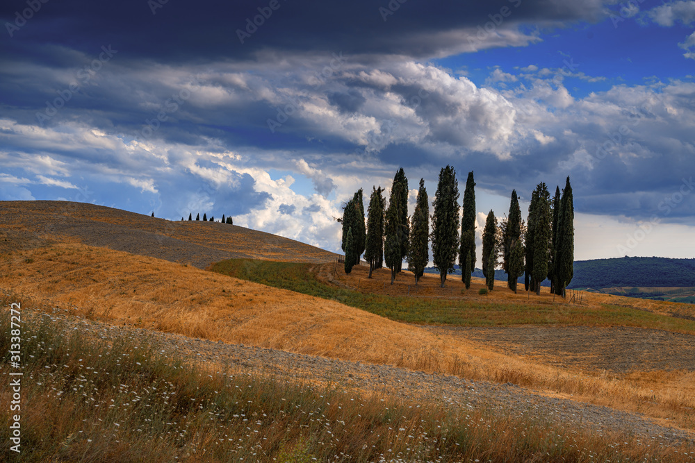 Summer Tuscany landscape with the cypress trees on the hill
