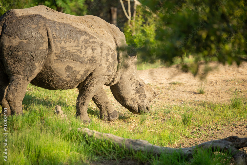 Fototapeta premium Partially dehorned white rhino in and around watering holes wallowing in the mud
