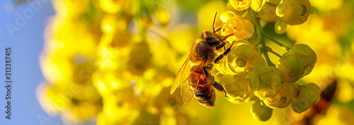 Honey bee pollinates yellow flowers barberry in the garden on background of blue sky. Nature in spring. Panoramic banner.