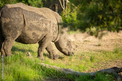 Partially dehorned white rhino in and around watering holes wallowing in the mud