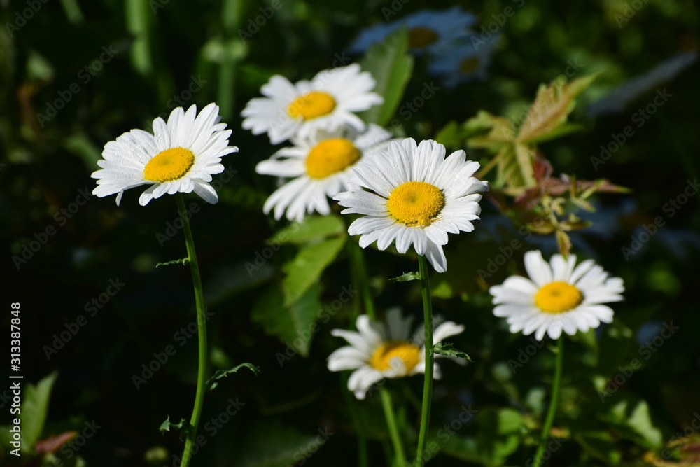 Obraz premium Daisy Flowers