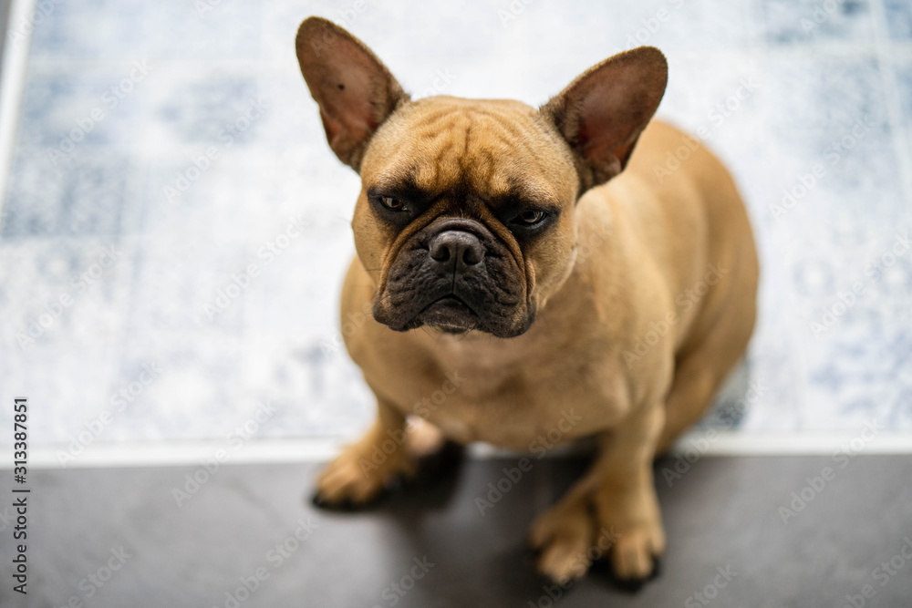 angry looking french bulldog outdoor.