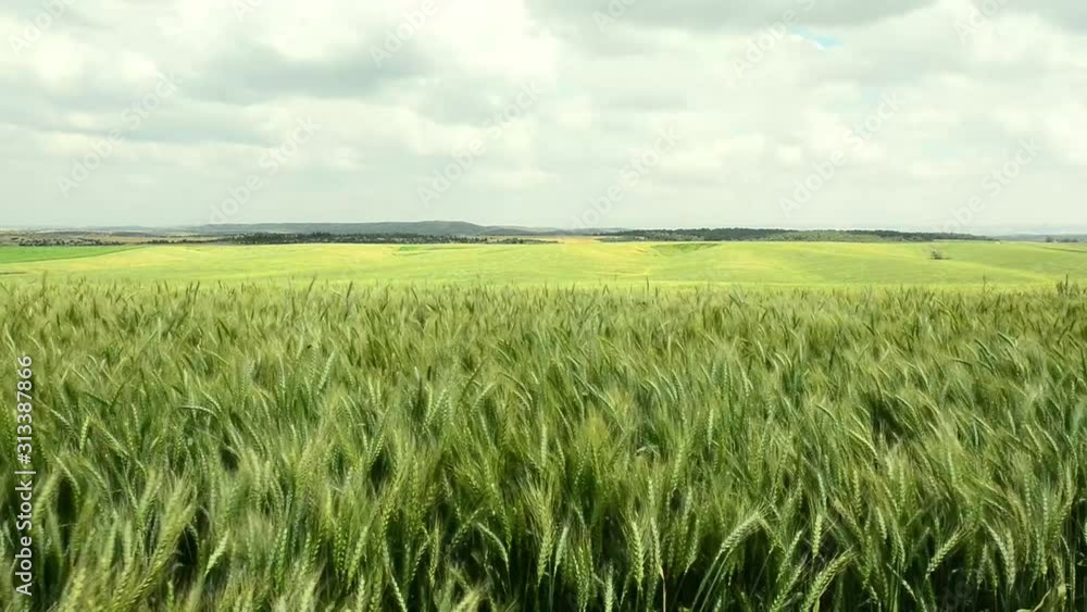 Fields with green wheat, cloudy sky and wind. Fields with green wheat, cloudy sky and wind.