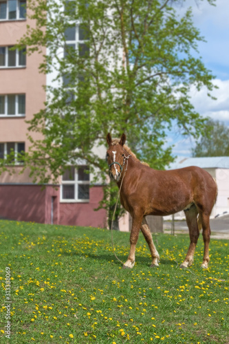A young brown horse with a white spot on his head grazes on the lawn near an urban multi-storey building. Spring  greens  dandelions.
