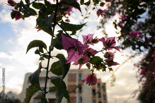 flowers on tree