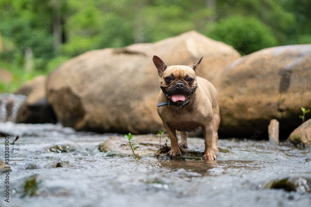 Cute french bulldog playing at stream in nature.