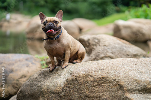 Cute french bulldog playing at stream in nature. © tienuskin