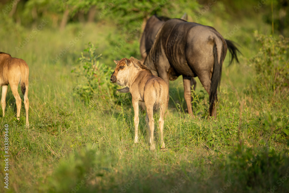 Blue Wildebeest and calves in the setting sun
