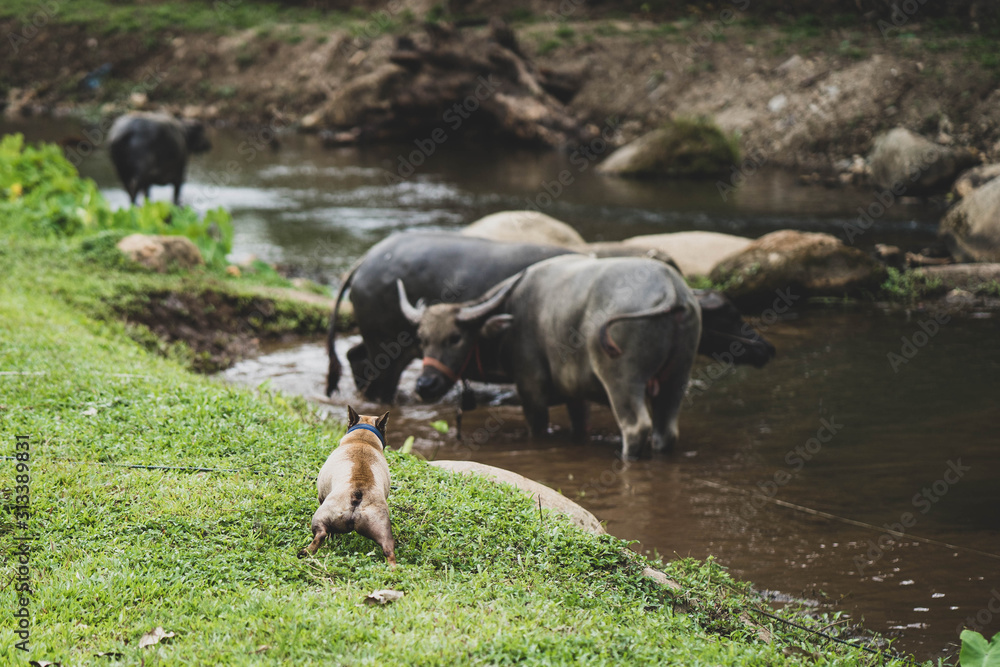 French bulldog barking at water buffalo in pond. French bulldog barking at water buffalo in pond.