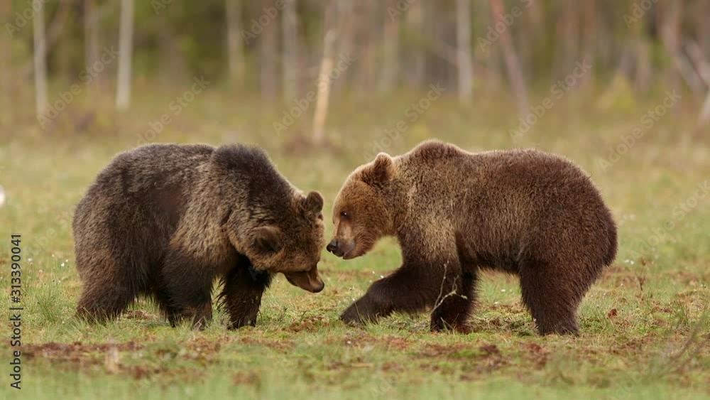 young brown bears fighting show teeth bites side view distant forest young brown bears fighting show teeth bites side view distant forest