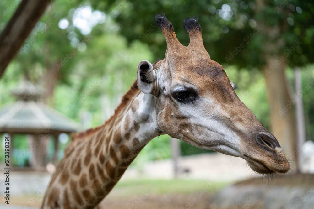 giraffe headshot picture at zoo giraffe headshot picture at zoo