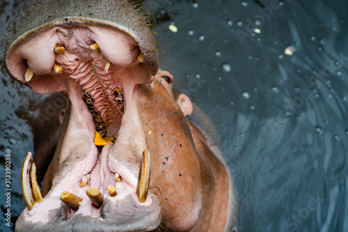 Hippopotamus standing in water open it's mouth wide.