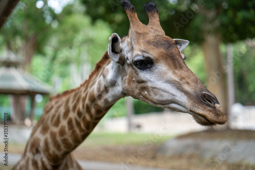 giraffe headshot picture at zoo