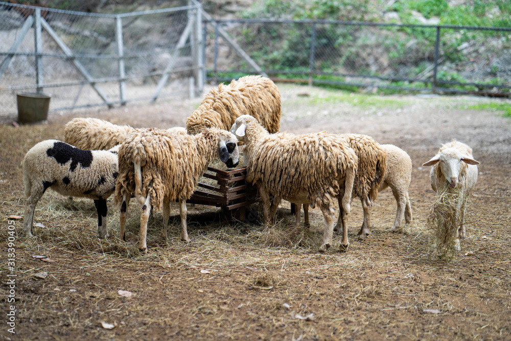 Obraz premium sheep and lambs
