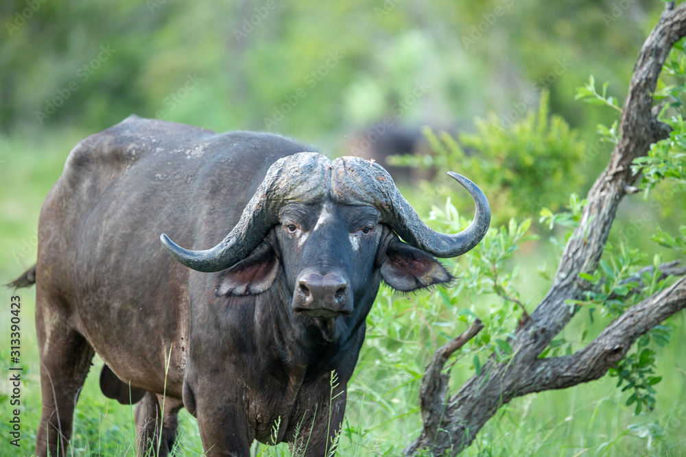 Naklejka premium Breeding herd of cape buffalo with some Dagga boys scattered with in them