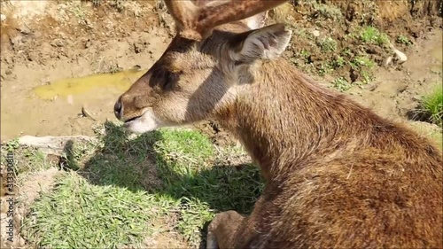 Deer with antler at breeding park eating and grassing.