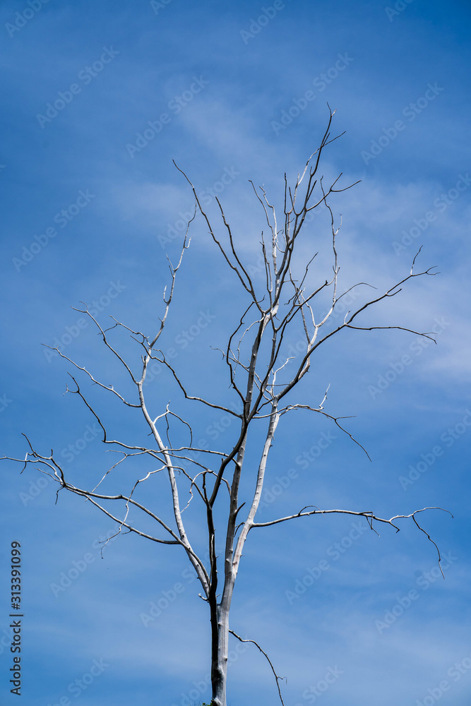 Dry tree branches against the blue sky. Dry tree branches against the blue sky.