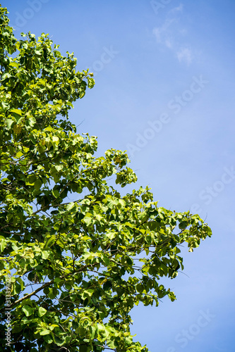Fototapeta Naklejka Na Ścianę i Meble -  green leaves and blue sky