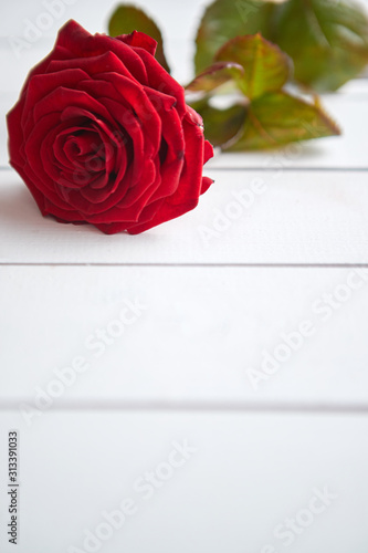 Fresh red rose flower on the white wooden table
