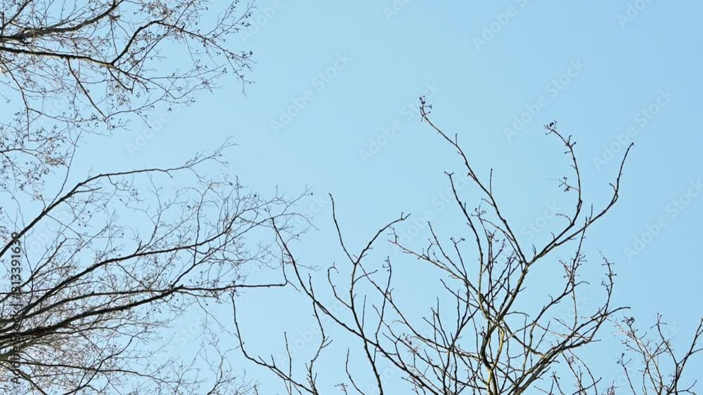 View from below into thin twigs of bare trees against a bright blue sky View from below into thin twigs of bare trees against a bright blue sky