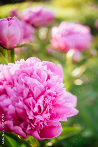 Fluffy pink peonies flowers background copy space