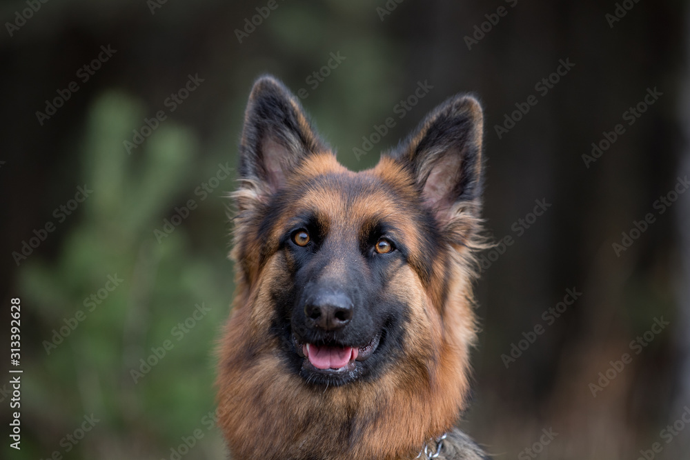 close-up portrait of young long haired female german shepherd dog in daytime in autumn close-up portrait of young long haired female german shepherd dog in daytime in autumn