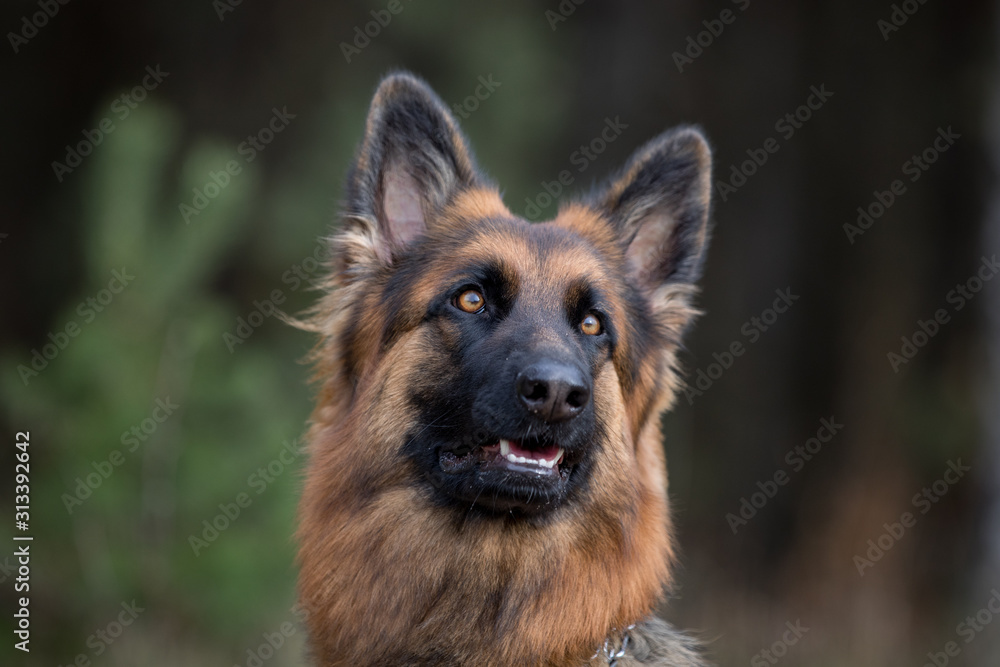 close up portrait of young long haired female german shepherd dog