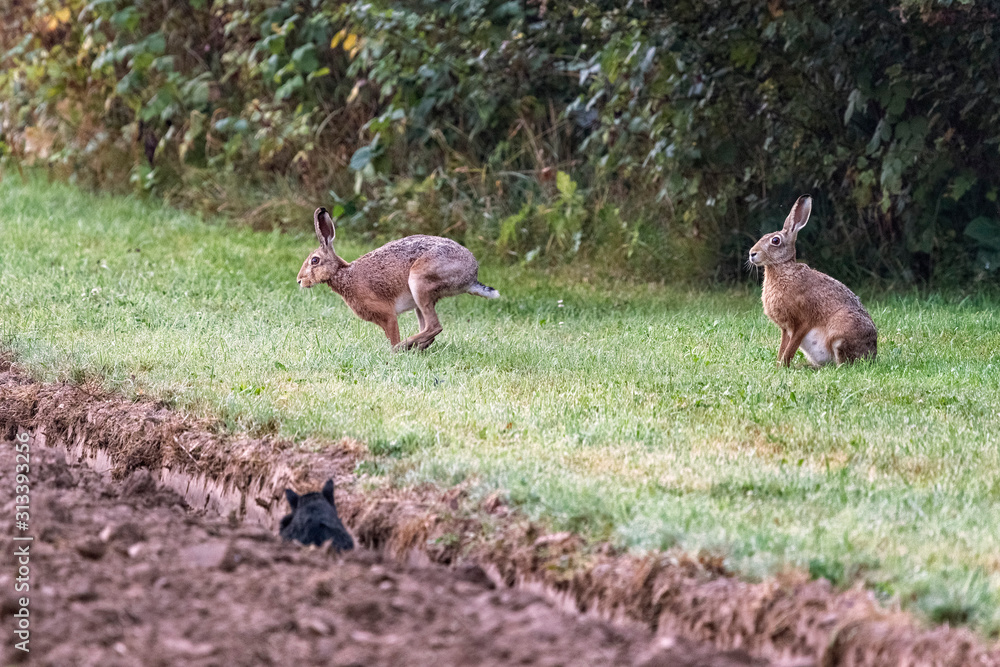 Couple of European Hares (Lepus europaeus) and Cat Couple of European Hares (Lepus europaeus) and Cat