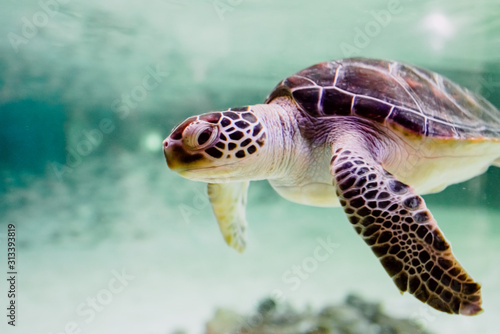 Valokuva Small sea turtle -Chelonioidea- swimming inside a shallow sea.