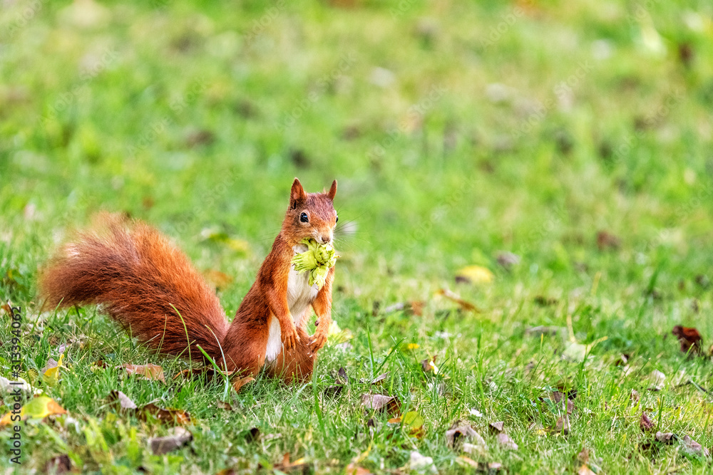 Red Squirrel (Sciurus vulgaris) Collecting Hazelnuts