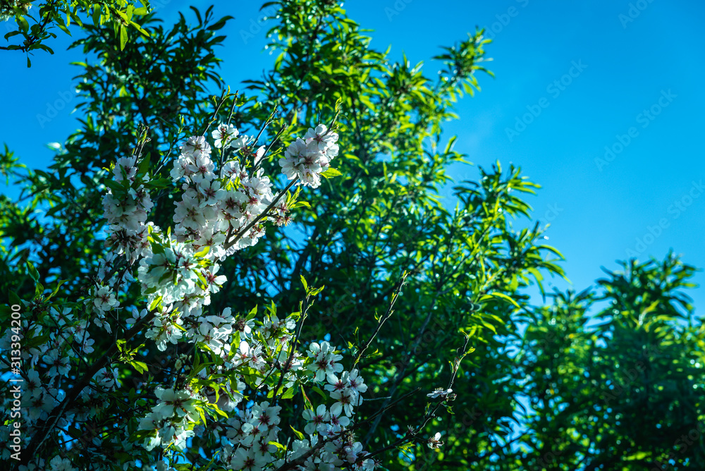 Fototapeta premium Background of pink almond tree blossoms on the branch of your tree.