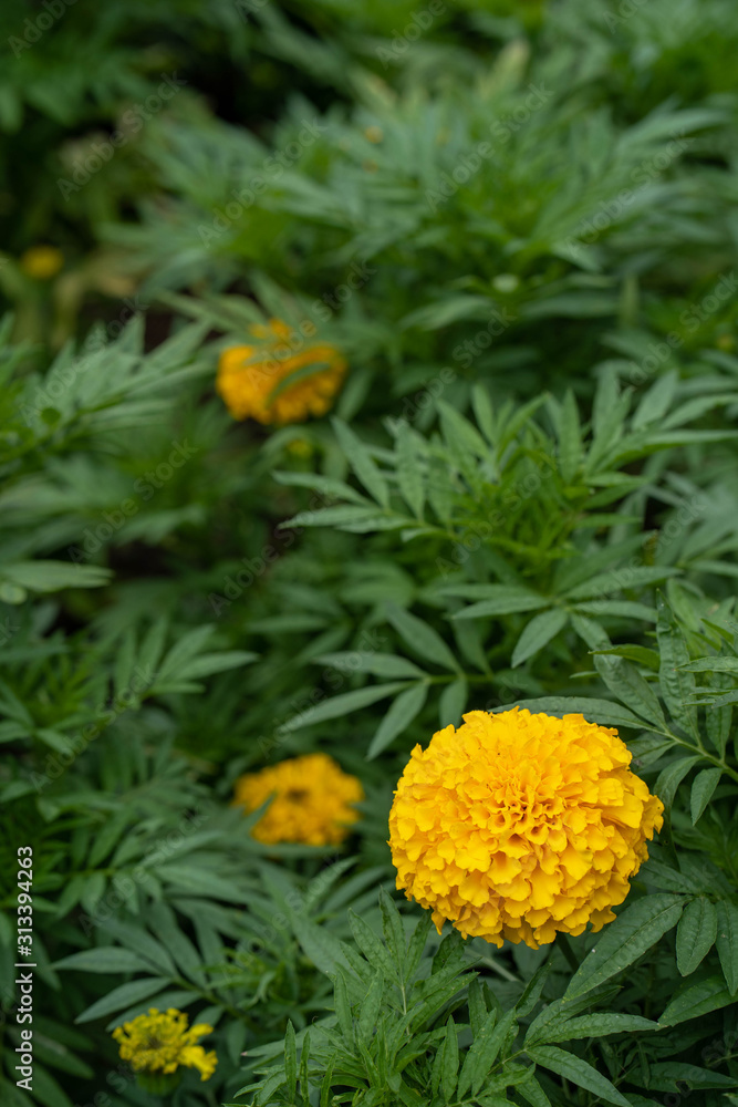 Beautiful blossom yellow calendula at park. Beautiful blossom yellow calendula at park.