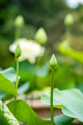 Beautiful blooming lotus in Lotus basin 