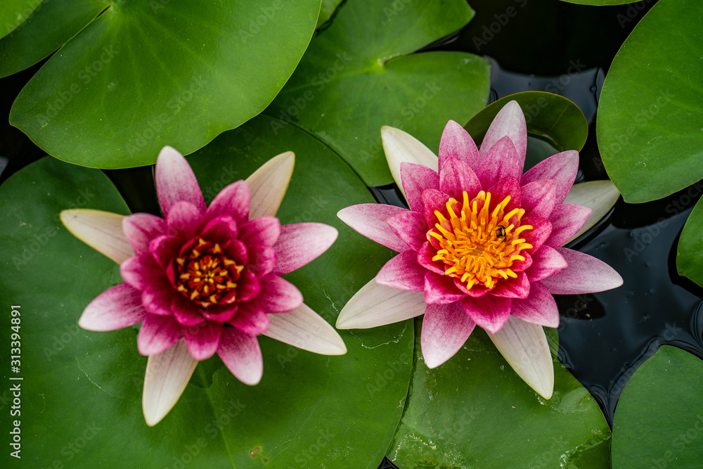Beautiful blossom water lily in pond. Beautiful blossom water lily in pond.