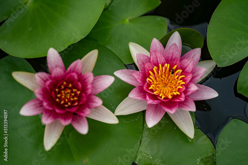 Beautiful blossom water lily in pond.