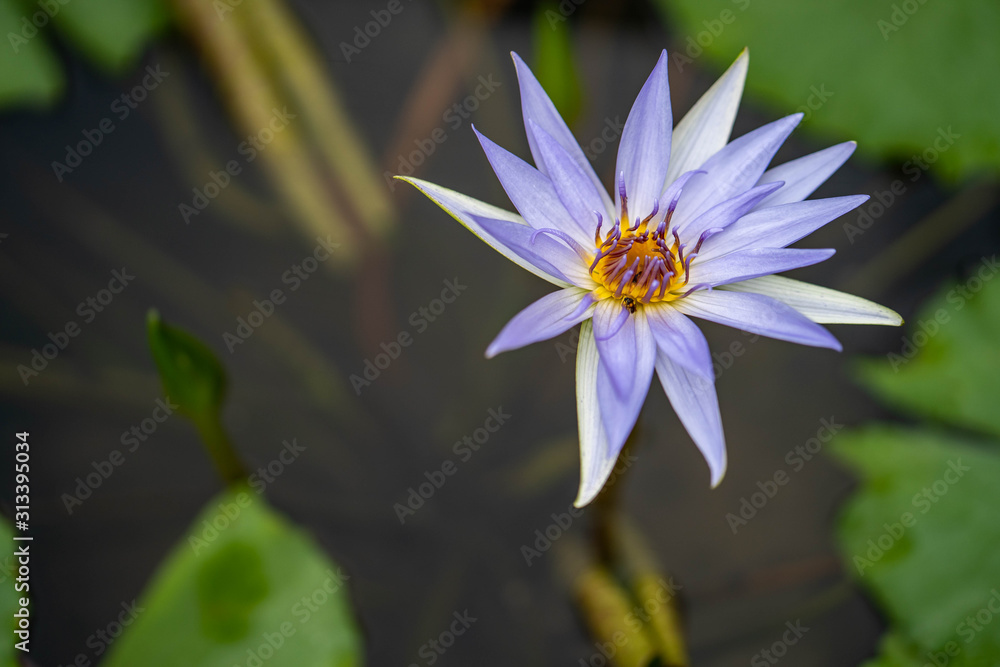 Beautiful blossom water lily in pond. Beautiful blossom water lily in pond.