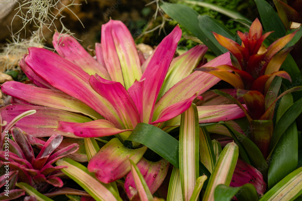 Colorful Bromeliaceae at botanic garden.