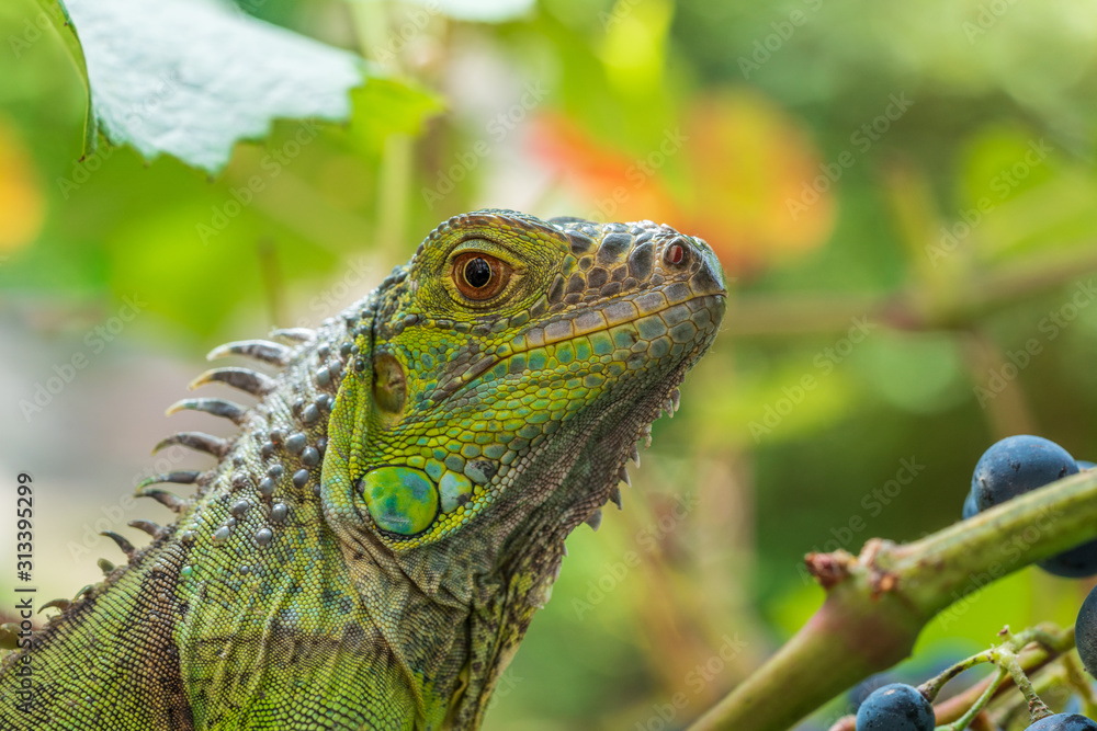 Fototapeta premium Green iguana resting on a branch, takes a sun bath and eats a grape.