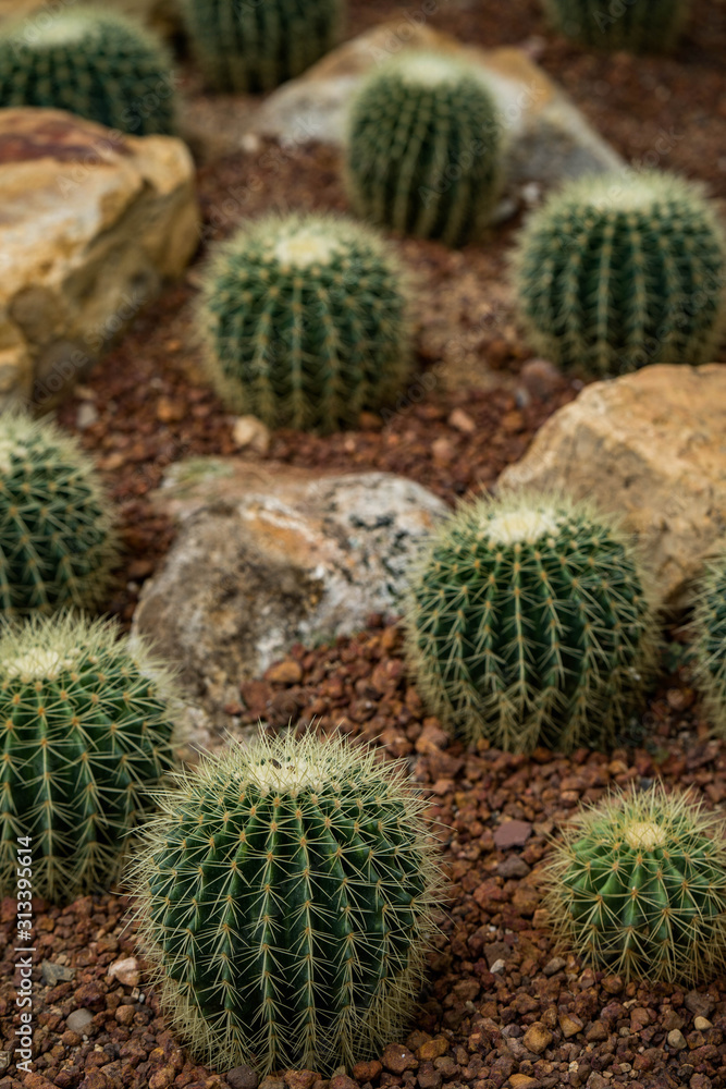 Beautiful collection of cactus in garden. Beautiful collection of cactus in garden.