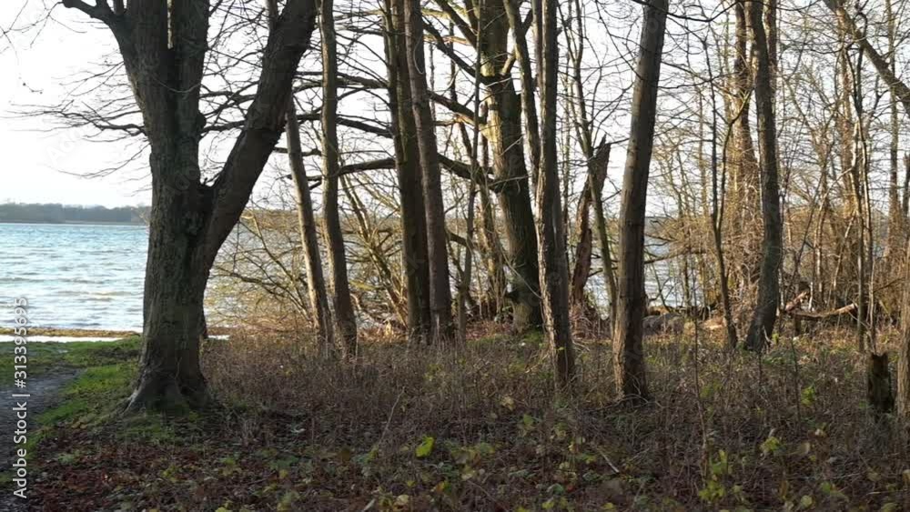 Bare trees in the forest and a muddy way to the bathing place at the lake, Mecklenburg-Western Pomerania, Germany Bare trees in the forest and a muddy way to the bathing place at the lake, Mecklenburg-Western Pomerania, Germany