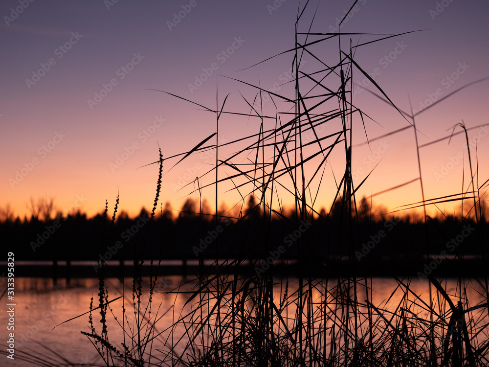 Image of the silhouette of a blade of grass during sunset